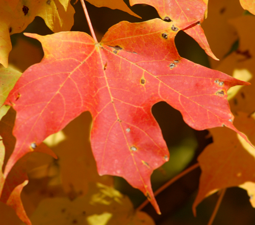 sugar_maple_orange_closer1